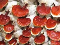 Giới thiệu về Nấm linh chi và phân loại