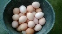 Tác dụng của trứng gà và cách sử dụng...
